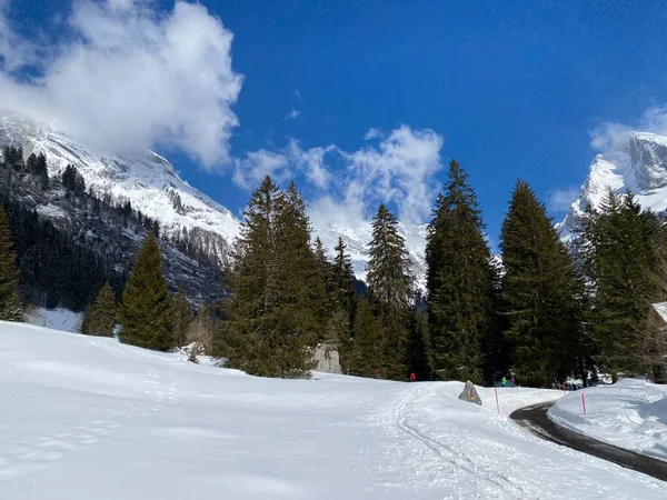Malerische Baumkronen Typischer Winteratmosphäre Nach Schneefall Über Dem Obertoggenburger Alpental — Stockfoto