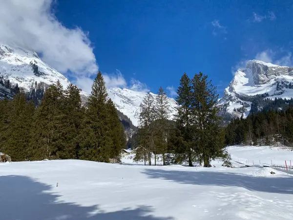 Pittoreschi Baldacchini Alberi Alpini Una Tipica Atmosfera Invernale Dopo Nevicate — Foto Stock