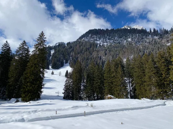 Malebné Baldachýny Alpských Stromů Typické Zimní Atmosféře Sněžení Nad Horským — Stock fotografie