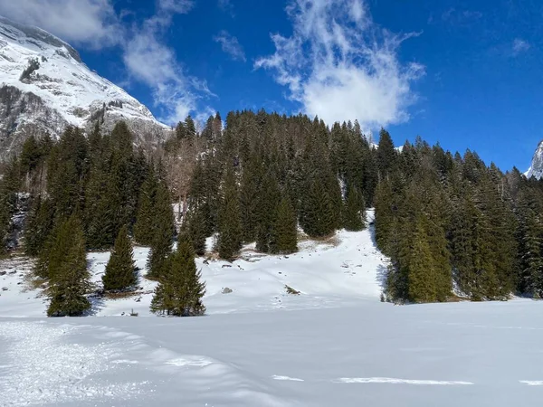 Picturesque Canopies Alpine Tree Типова Зимова Атмосфера Після Снігопаду Обертоггенбурзькій — стокове фото