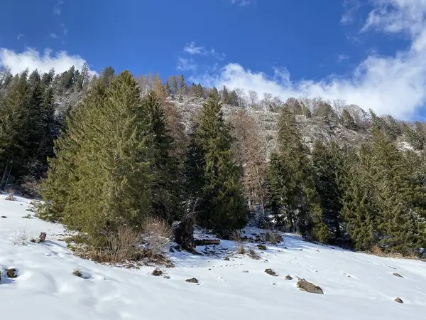 Pintorescas Copas Árboles Alpinos Ambiente Típico Invierno Después Las Nevadas — Foto de Stock
