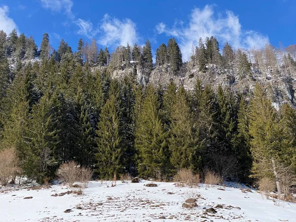 Canopies Pitorescos Árvores Alpinas Uma Atmosfera Típica Inverno Após Queda — Fotografia de Stock