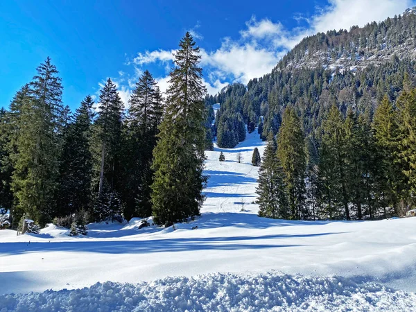 Schilderachtige Luifels Van Alpiene Bomen Een Typische Winterse Sfeer Sneeuwval — Stockfoto