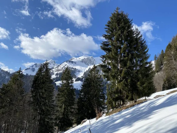 瑞士奥伯托根堡高山谷地和瑞士Unterwasser阿尔卑斯山 施韦兹 上降雪后 高山树木在典型的冬日气氛中呈现如画般的日光浴 — 图库照片