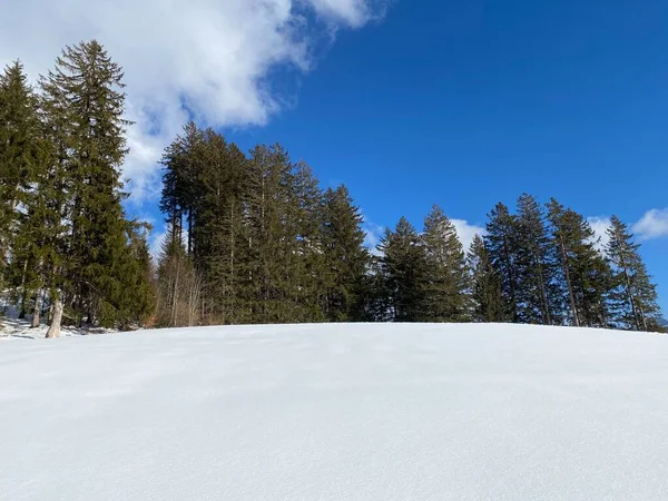 Malerische Baumkronen Typischer Winteratmosphäre Nach Schneefall Über Dem Obertoggenburger Alpental — Stockfoto