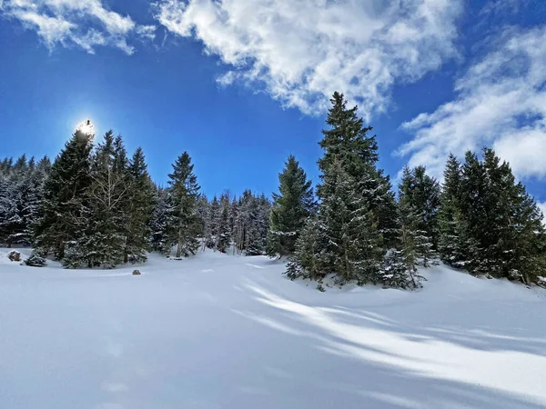 Mágico Juego Sol Sombra Durante Invierno Alpino Las Laderas Nevadas — Foto de Stock