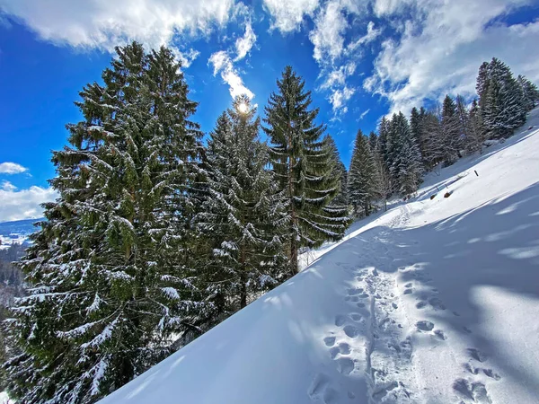Een Magisch Spel Van Zonlicht Schaduw Tijdens Alpine Winter Besneeuwde — Stockfoto