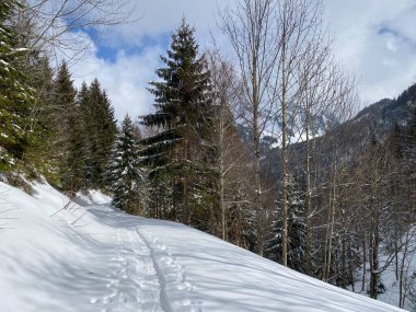 Alp ormanları tipik bir kış ortamı ve Alpstein dağ kitlesi ve İsviçre Alpleri üzerinde derin taze kar örtüsü altında Unterwasser, İsviçre (Schweiz)