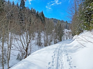 Alp ormanları tipik bir kış ortamı ve Alpstein dağ kitlesi ve İsviçre Alpleri üzerinde derin taze kar örtüsü altında Unterwasser, İsviçre (Schweiz)