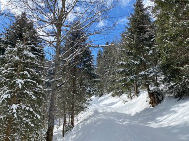 Alp ormanları tipik bir kış ortamı ve Alpstein dağ kitlesi ve İsviçre Alpleri üzerinde derin taze kar örtüsü altında Unterwasser, İsviçre (Schweiz)