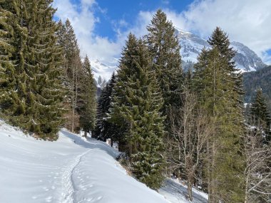 Alp ormanları tipik bir kış ortamı ve Alpstein dağ kitlesi ve İsviçre Alpleri üzerinde derin taze kar örtüsü altında Unterwasser, İsviçre (Schweiz)
