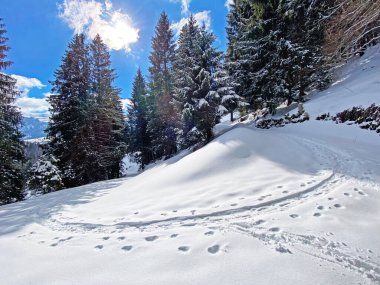 Alp ormanları tipik bir kış ortamı ve Alpstein dağ kitlesi ve İsviçre Alpleri üzerinde derin taze kar örtüsü altında Unterwasser, İsviçre (Schweiz)