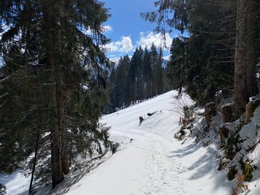 Alp ormanları tipik bir kış ortamı ve Alpstein dağ kitlesi ve İsviçre Alpleri üzerinde derin taze kar örtüsü altında Unterwasser, İsviçre (Schweiz)