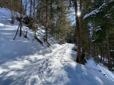Alp ormanları tipik bir kış ortamı ve Alpstein dağ kitlesi ve İsviçre Alpleri üzerinde derin taze kar örtüsü altında Unterwasser, İsviçre (Schweiz)