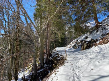 Alp ormanları tipik bir kış ortamı ve Alpstein dağ kitlesi ve İsviçre Alpleri üzerinde derin taze kar örtüsü altında Unterwasser, İsviçre (Schweiz)
