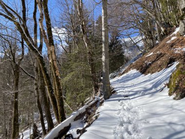 Alp ormanları tipik bir kış ortamı ve Alpstein dağ kitlesi ve İsviçre Alpleri üzerinde derin taze kar örtüsü altında Unterwasser, İsviçre (Schweiz)