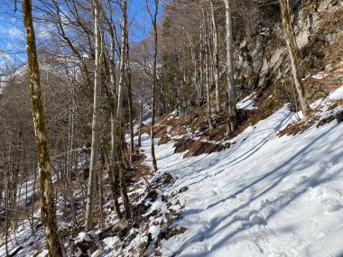 Alp ormanları tipik bir kış ortamı ve Alpstein dağ kitlesi ve İsviçre Alpleri üzerinde derin taze kar örtüsü altında Unterwasser, İsviçre (Schweiz)