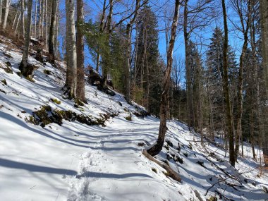 Alp ormanları tipik bir kış ortamı ve Alpstein dağ kitlesi ve İsviçre Alpleri üzerinde derin taze kar örtüsü altında Unterwasser, İsviçre (Schweiz)
