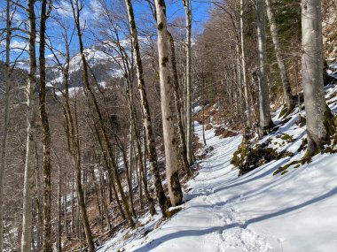 Alp ormanları tipik bir kış ortamı ve Alpstein dağ kitlesi ve İsviçre Alpleri üzerinde derin taze kar örtüsü altında Unterwasser, İsviçre (Schweiz)