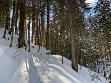 Alp ormanları tipik bir kış ortamı ve Alpstein dağ kitlesi ve İsviçre Alpleri üzerinde derin taze kar örtüsü altında Unterwasser, İsviçre (Schweiz)