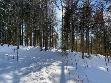 Alp ormanları tipik bir kış ortamı ve Alpstein dağ kitlesi ve İsviçre Alpleri üzerinde derin taze kar örtüsü altında Unterwasser, İsviçre (Schweiz)