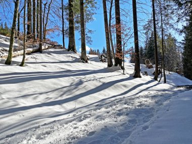 Alp ormanları tipik bir kış ortamı ve Alpstein dağ kitlesi ve İsviçre Alpleri üzerinde derin taze kar örtüsü altında Unterwasser, İsviçre (Schweiz)