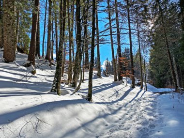 Alp ormanları tipik bir kış ortamı ve Alpstein dağ kitlesi ve İsviçre Alpleri üzerinde derin taze kar örtüsü altında Unterwasser, İsviçre (Schweiz)