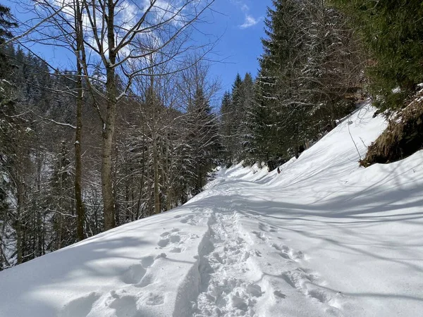 Alpské Lesní Stezky Typickém Zimním Prostředí Pod Hlubokou Sněhovou Pokrývkou — Stock fotografie