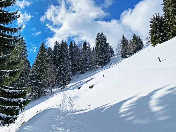 Альпійські Лісові Стежки Типовому Зимовому Середовищі Під Глибоким Сніговим Покривом — стокове фото