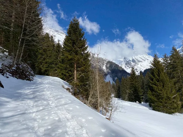 Alp ormanları tipik bir kış ortamı ve Alpstein dağ kitlesi ve İsviçre Alpleri üzerinde derin taze kar örtüsü altında Unterwasser, İsviçre (Schweiz)
