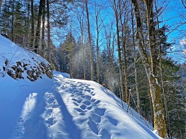 Αλπικές Δασικές Διαδρομές Τυπικό Χειμερινό Περιβάλλον Και Υπό Βαθιά Κάλυψη — Φωτογραφία Αρχείου