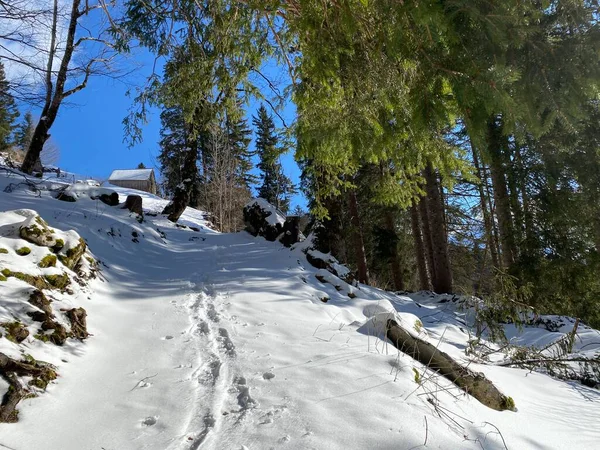 Trilhas Florestais Alpinas Ambiente Típico Inverno Sob Profunda Cobertura Neve — Fotografia de Stock