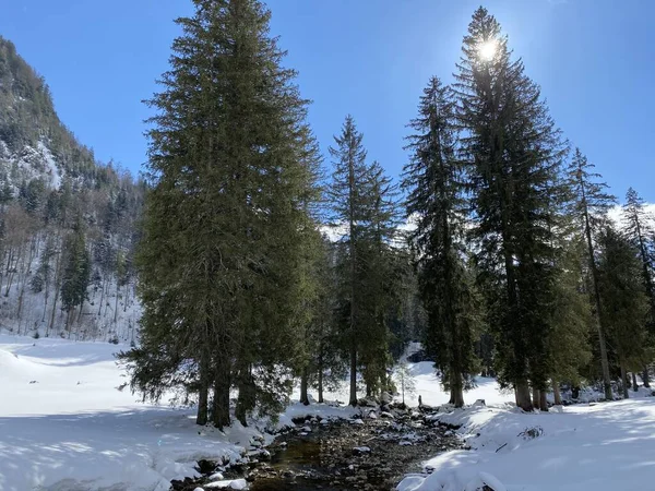 アルプシュタイン山脈の斜面や川の渓谷で 冬の雪の中で身に着けているアルパインストリームサンティサー またはSaentissur オーバートッゲンブルク Unterwasseer スイス スイス — ストック写真