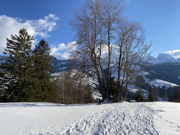 Maravilhosas Trilhas Para Caminhadas Inverno Traços Nas Encostas Cordilheira Alpstein — Fotografia de Stock