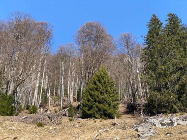 Klontal dağ vadisi çevresindeki dağlık yamaçlarda (Kloental veya Klon vadisi) karışık subalp ormanları ve çeşitli ağaçlar (İsviçre / Schweiz)