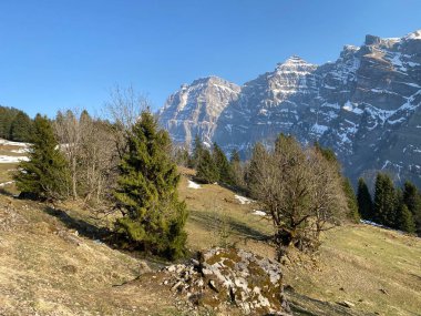 Klontal dağ vadisi çevresindeki dağlık yamaçlarda (Kloental veya Klon vadisi) karışık subalp ormanları ve çeşitli ağaçlar (Schweiz)