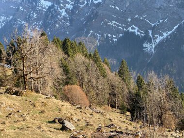 Klontal dağ vadisi çevresindeki dağlık yamaçlarda (Kloental veya Klon vadisi) karışık subalp ormanları ve çeşitli ağaçlar (Schweiz)