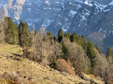 Klontal dağ vadisi çevresindeki dağlık yamaçlarda (Kloental veya Klon vadisi) karışık subalp ormanları ve çeşitli ağaçlar (Schweiz)