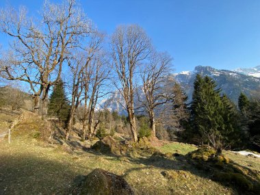 Klontal dağ vadisi çevresindeki dağlık yamaçlarda (Kloental veya Klon vadisi) karışık subalp ormanları ve çeşitli ağaçlar (Schweiz)
