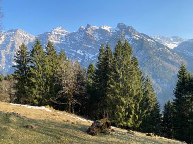 Klontal dağ vadisi çevresindeki dağlık yamaçlarda (Kloental veya Klon vadisi) karışık subalp ormanları ve çeşitli ağaçlar (Schweiz)