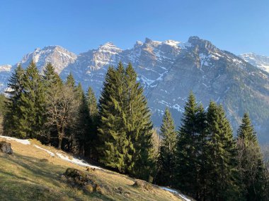 Klontal dağ vadisi çevresindeki dağlık yamaçlarda (Kloental veya Klon vadisi) karışık subalp ormanları ve çeşitli ağaçlar (Schweiz)