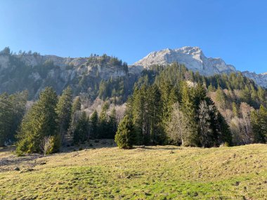 Klontal dağ vadisi çevresindeki dağlık yamaçlarda (Kloental veya Klon vadisi) karışık subalp ormanları ve çeşitli ağaçlar (Schweiz)