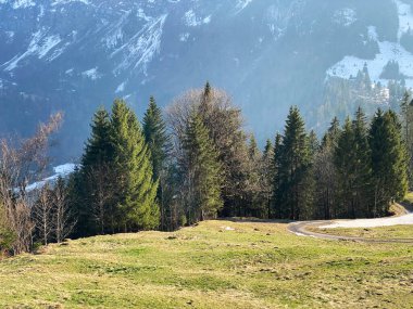 Klontal dağ vadisi çevresindeki dağlık yamaçlarda (Kloental veya Klon vadisi) karışık subalp ormanları ve çeşitli ağaçlar (Schweiz)
