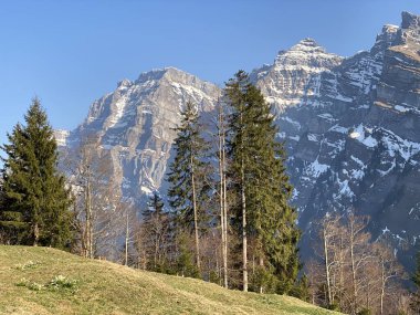 Klontal dağ vadisi çevresindeki dağlık yamaçlarda (Kloental veya Klon vadisi) karışık subalp ormanları ve çeşitli ağaçlar (Schweiz)