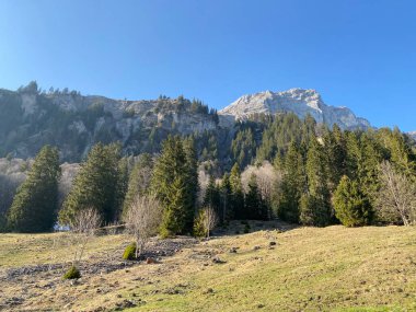 Klontal dağ vadisi çevresindeki dağlık yamaçlarda (Kloental veya Klon vadisi) karışık subalp ormanları ve çeşitli ağaçlar (Schweiz)