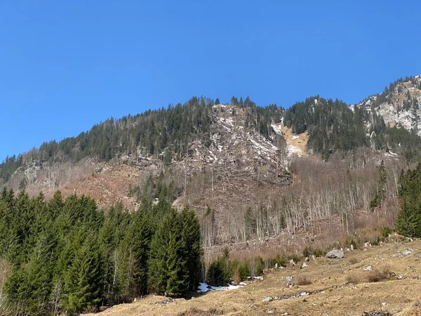 지대의 탈산맥 비탈에 나무들 라루스 스위스 바이츠 — 스톡 사진