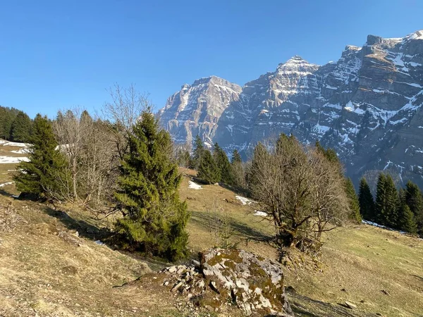 Mixed Subalpine Forests Variety Trees Early Spring Slopes Alpine Mountains — Stock Photo, Image