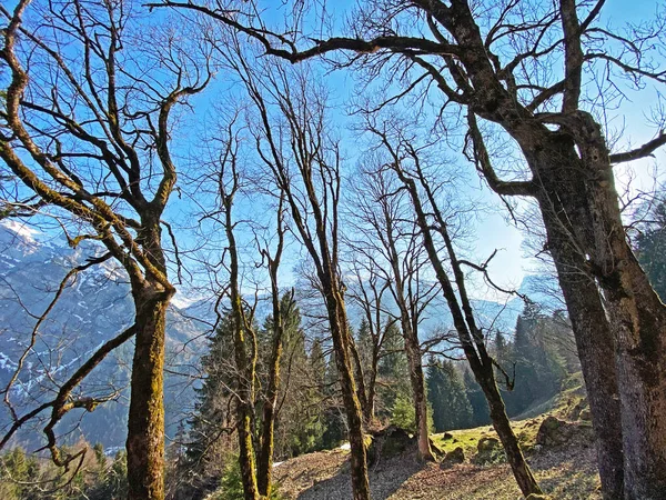 混合亜高山林とKlontal山の谷の周りの高山の山の斜面に早春の様々な木 クローナルまたはKlonの谷 スイス グラルスのカントン スイス — ストック写真