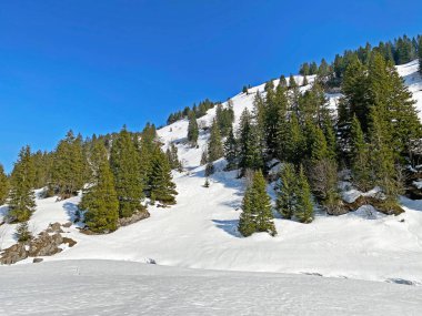 Klontal dağ vadisi (Kloental veya Klon vadisi) çevresindeki dağlık dağların yamaçlarında bulunan Evergreen ormanı veya kozalaklı ağaçlar - Glarus Kantonu, İsviçre / Schweiz