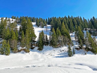 Klontal dağ vadisi (Kloental veya Klon vadisi) çevresindeki dağlık dağların yamaçlarında bulunan Evergreen ormanı veya kozalaklı ağaçlar - Glarus Kantonu, İsviçre / Schweiz
